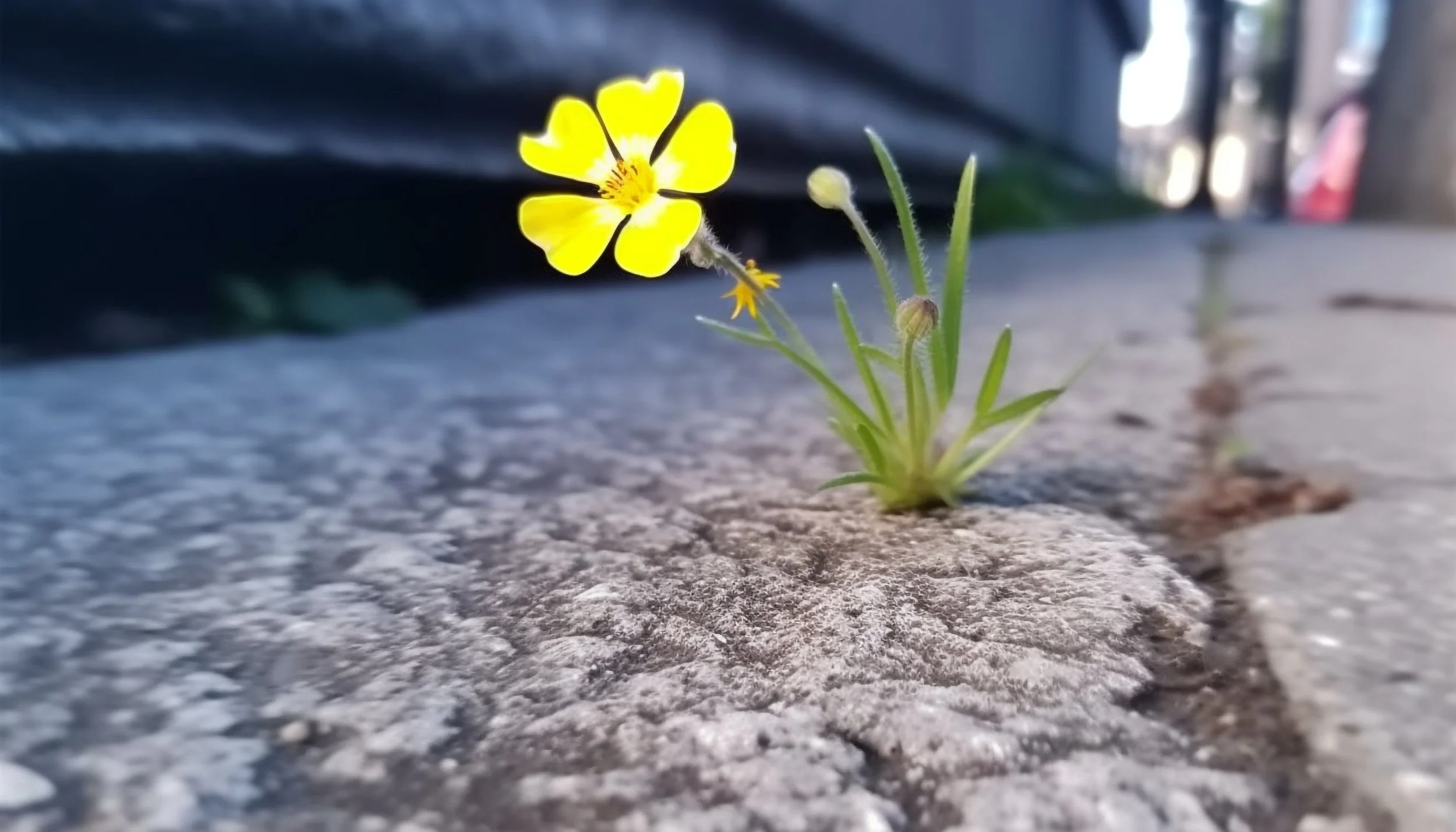 A small yellow flower growing through a crack in concrete, symbolizing hope and resilience